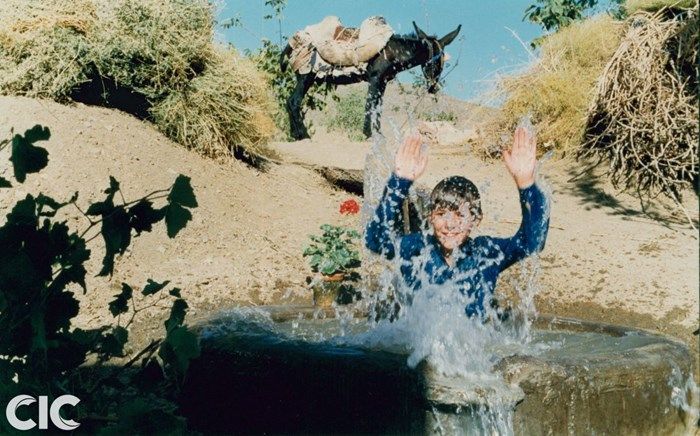تولد یک پروانه