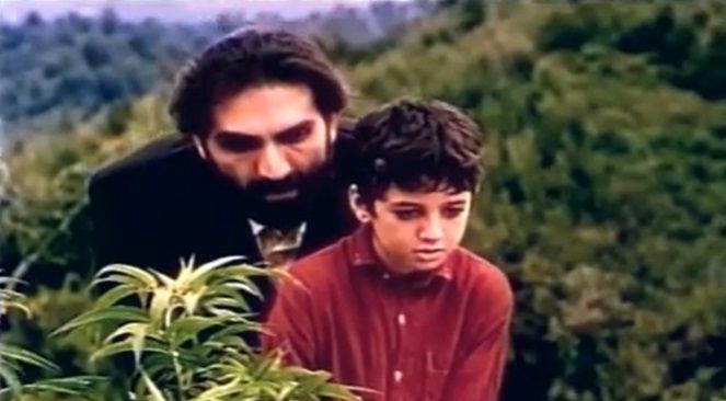 تولد یک پروانه